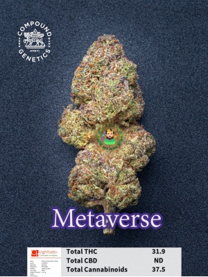 metaverse